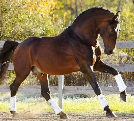 Dressage Sport Boot Horse Glossy Boot