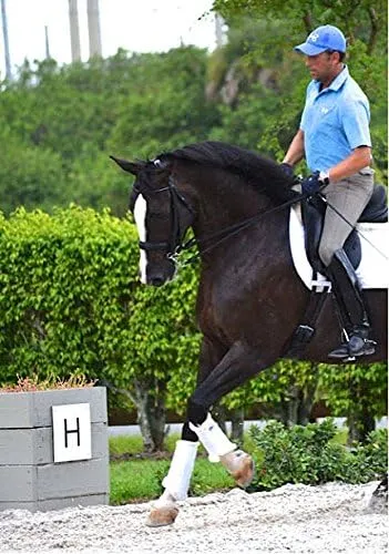 Dressage Sport Boot Horse Glossy Boot